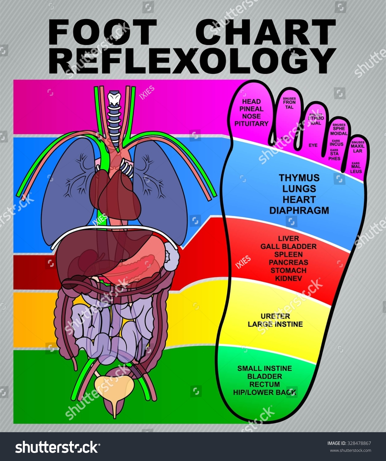 Vektor Stok Foot Chart Reflexology Info Graphic Tanpa Royalti