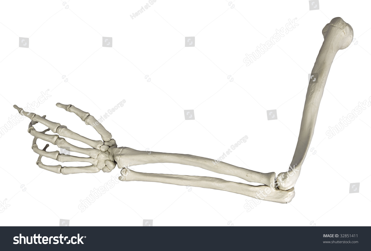 Рука скелета согнута