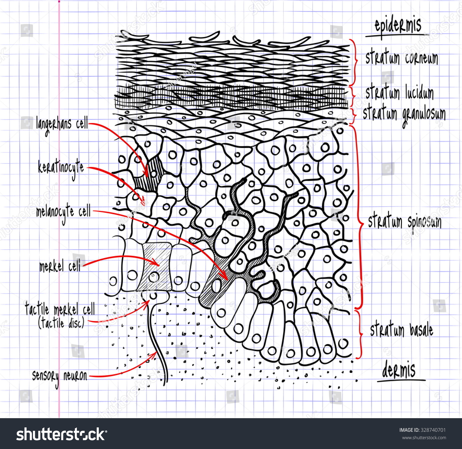 Vector Drawing Structure Human Epidermis Stock Vector (Royalty Free ...