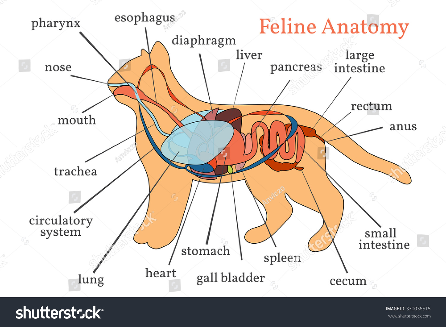 Анатомия котов внутренние органы