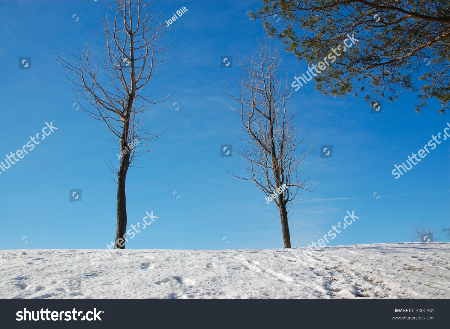 Naked Trees Evergreen Stock Photo Shutterstock