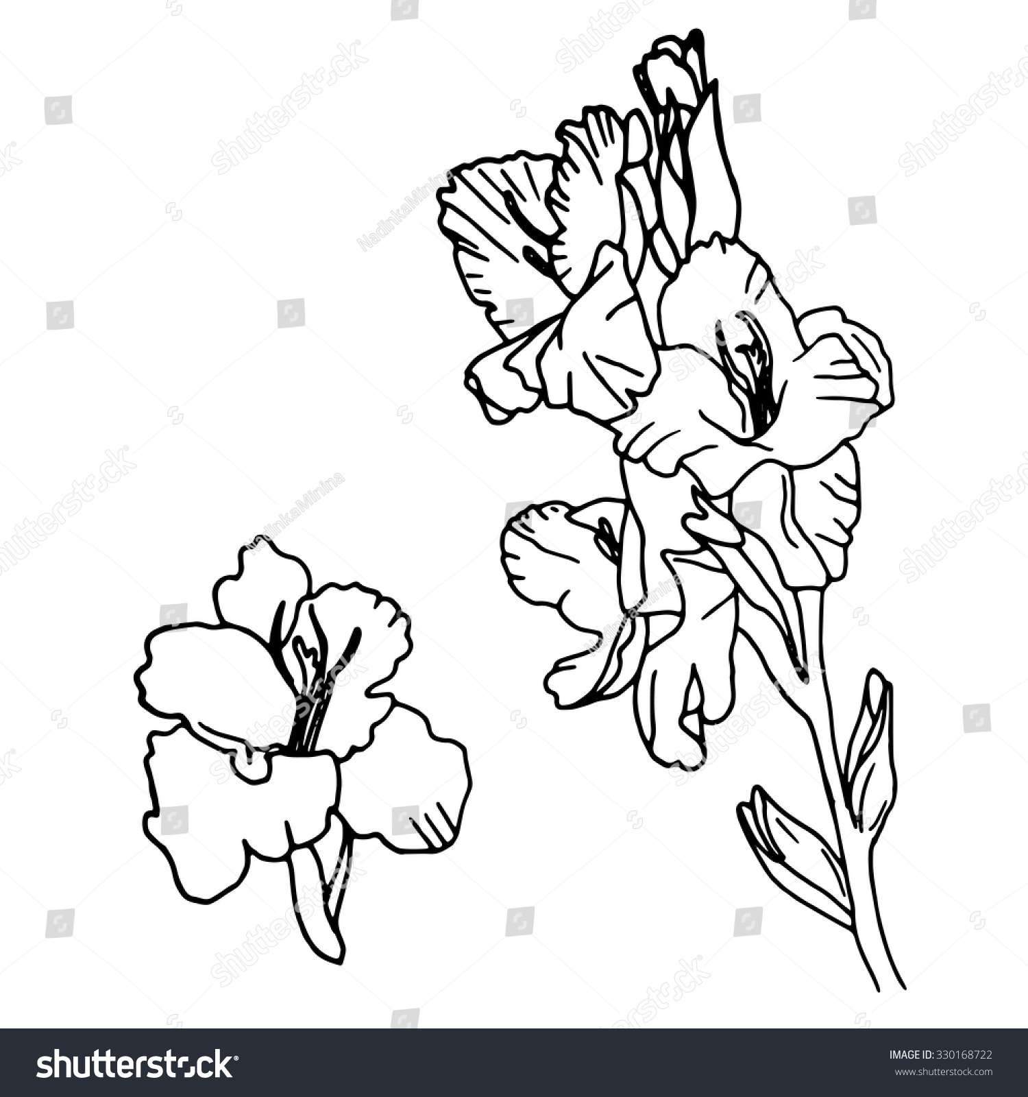 Vektor Stok Vector Set Hand Drawn Gladiolus Isolated (Tanpa Royalti) 330168...