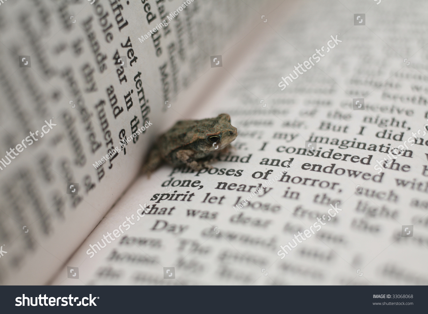 cute baby toads