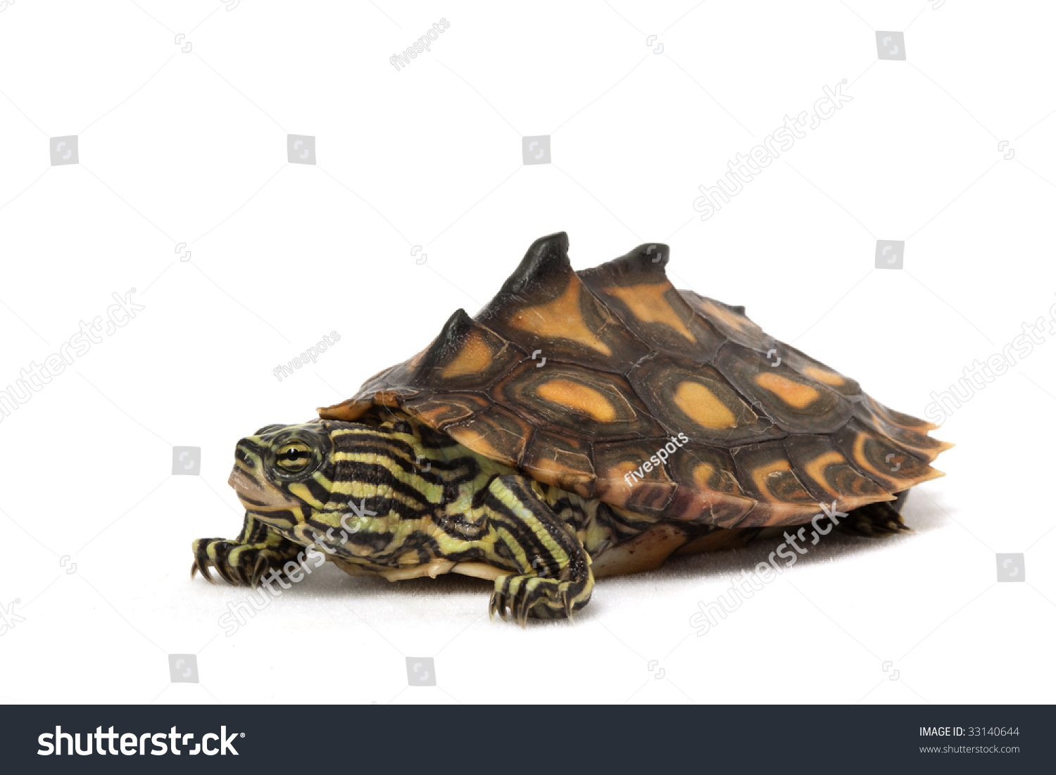 Yellow Blotched Map Turtle Graptemys Flavimaculata Stock Photo 33140644 ...