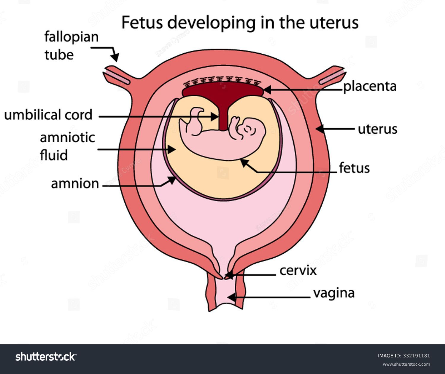 Labeled Diagram Developing Fetus Uterus 库存矢量图（免版税）332191181 Shutterstock 