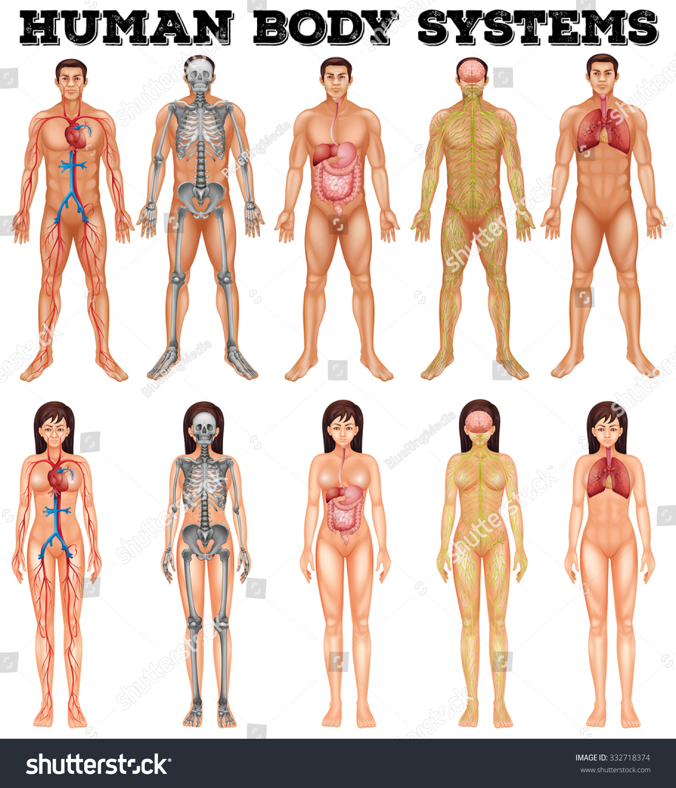 Анатомия мужчины и женщины