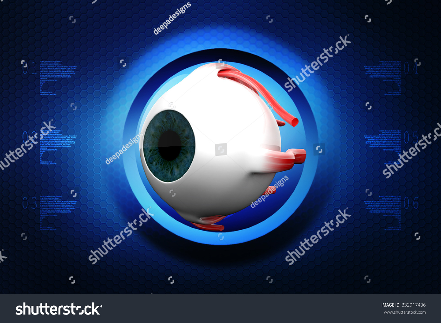 Human Eye Dissection Anatomy Stock Illustration 332917406 | Shutterstock