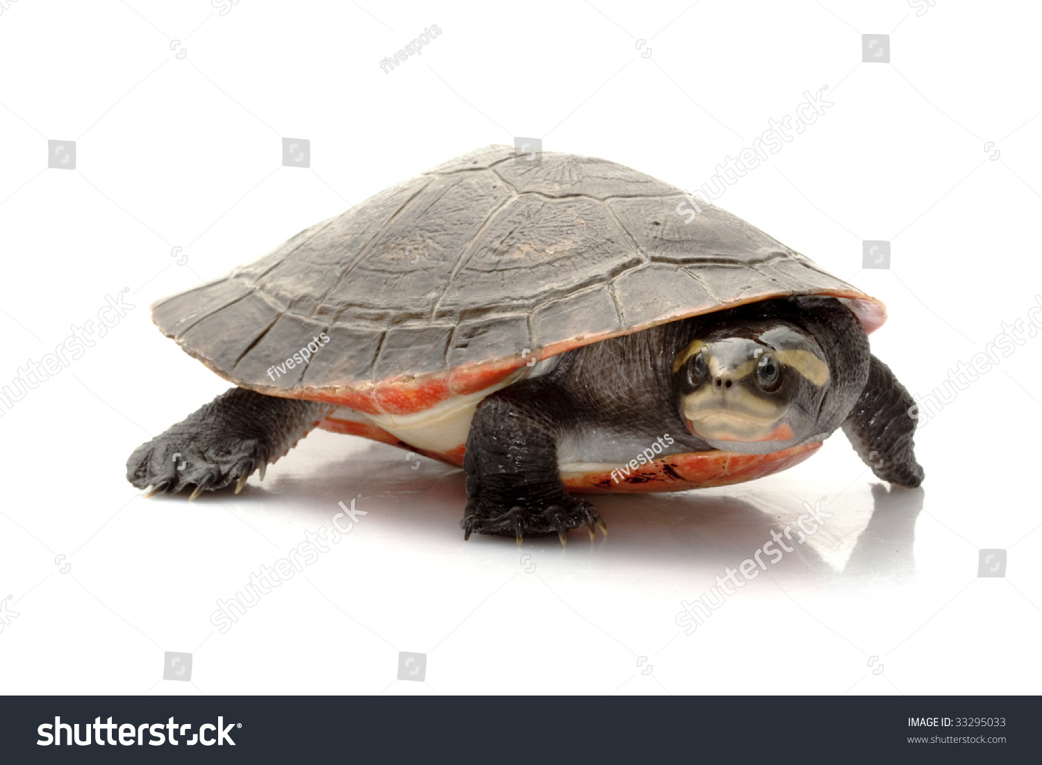 85 Pink Bellied Turtle Images, Stock Photos & Vectors | Shutterstock