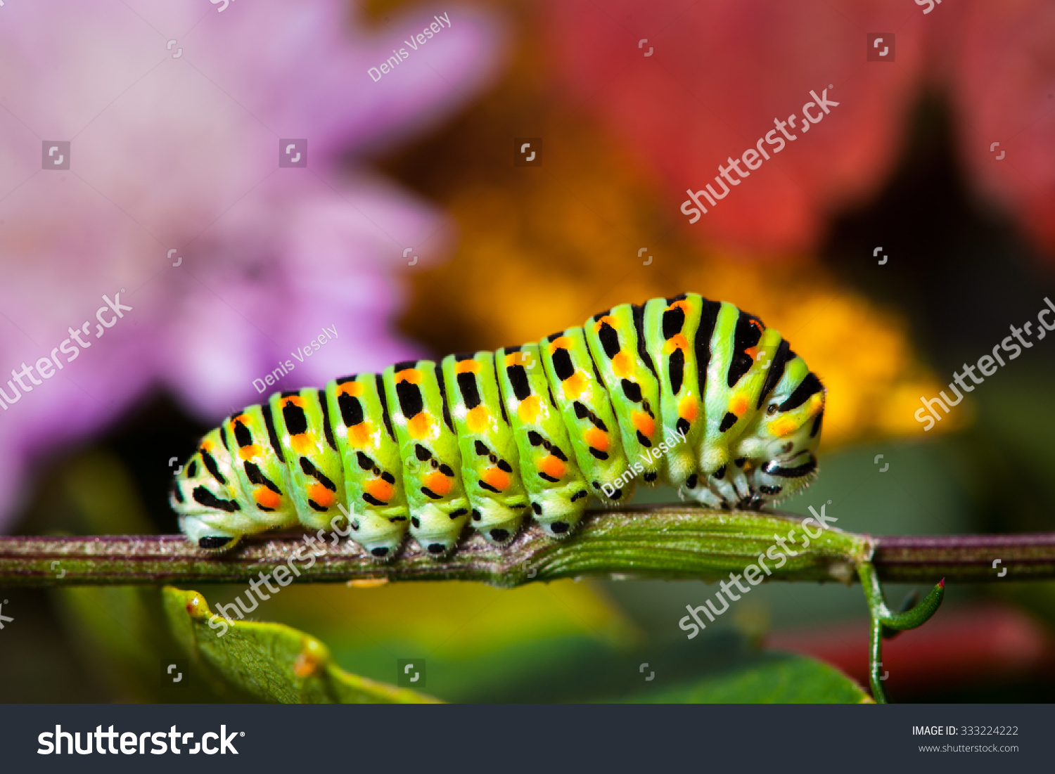 Swallowtail Caterpillar Stock Photo 333224222 | Shutterstock
