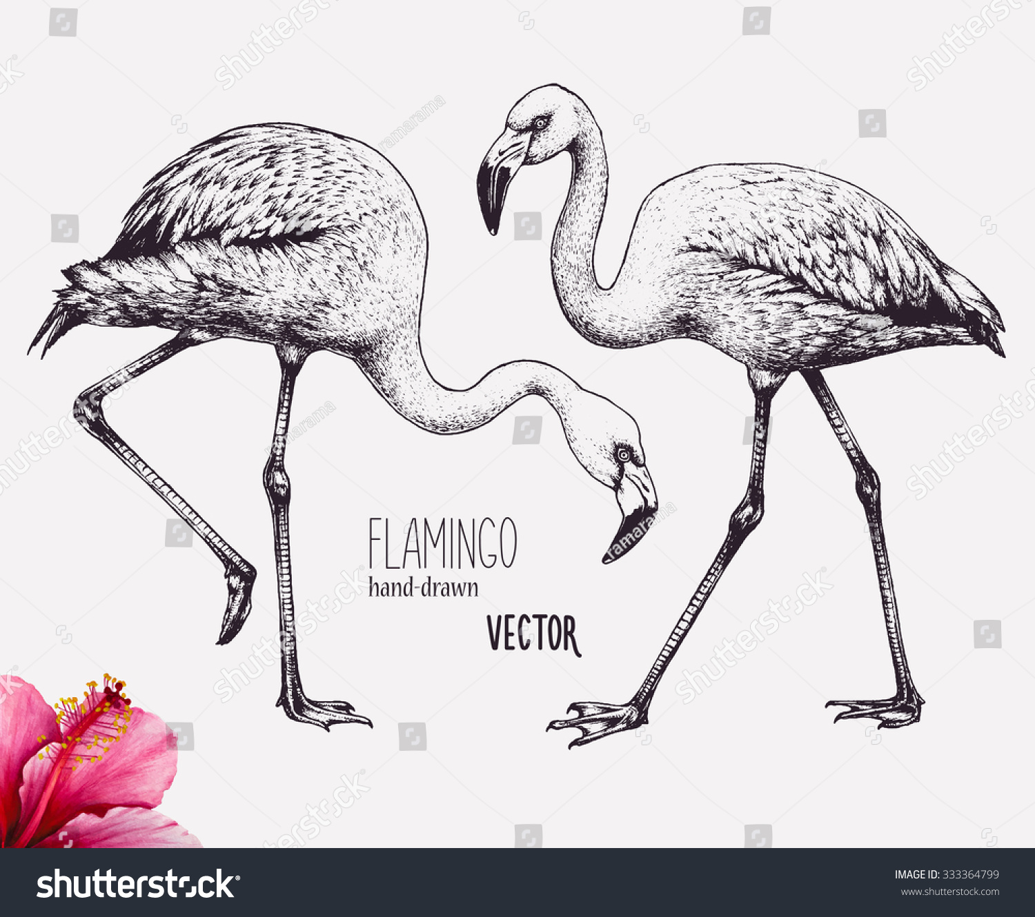 Скетч Графика Фламинго
