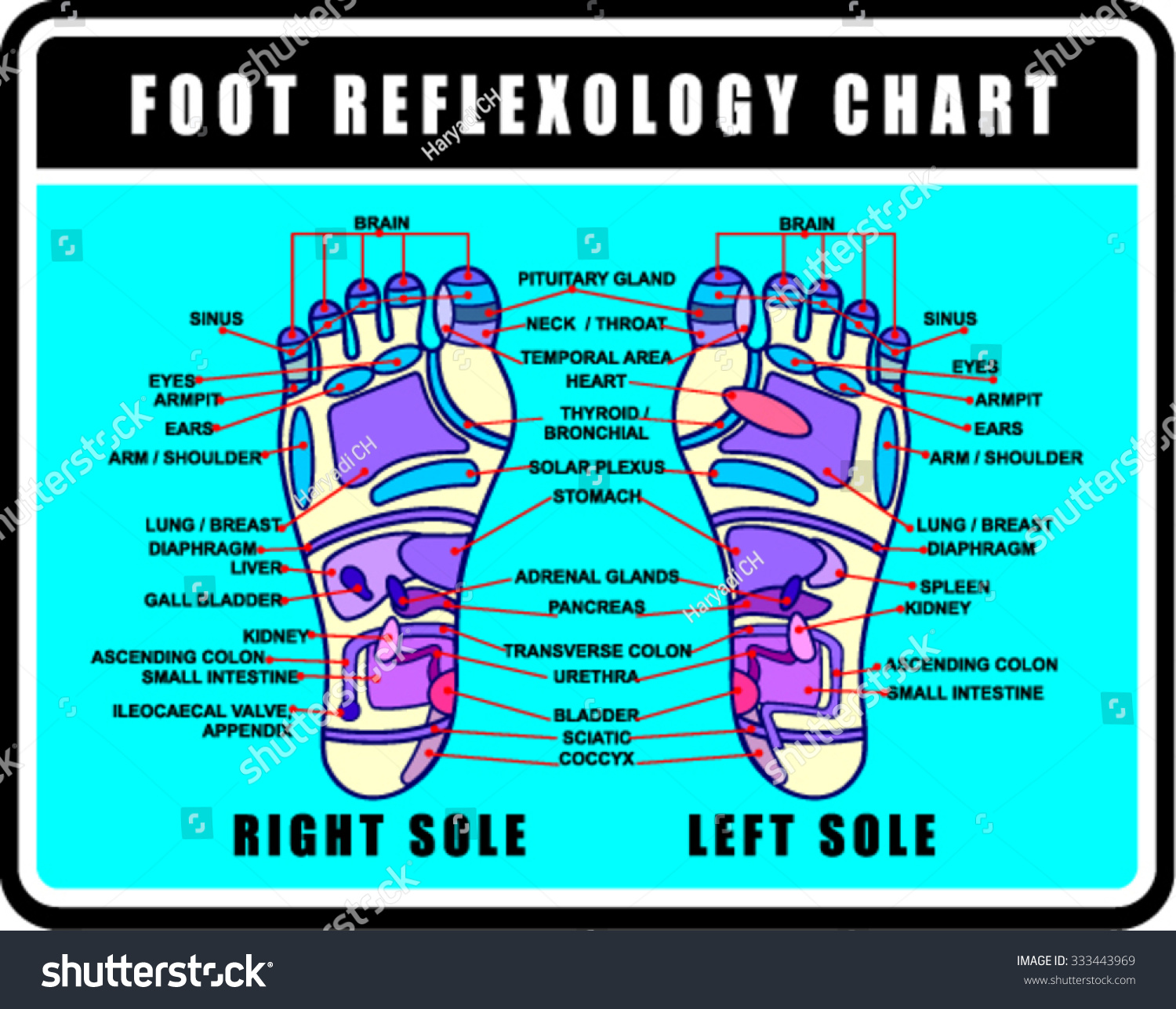 Foot Reflexology Chart Accurate Description Corresponding Stock Vector