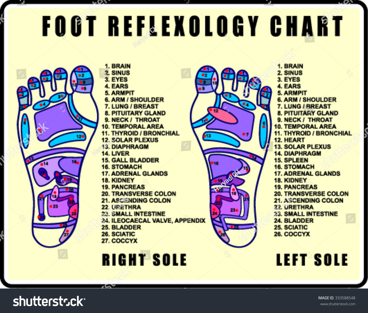 Foot Reflexology Chart Accurate Description Corresponding Stock Vector Royalty Free 333588548 