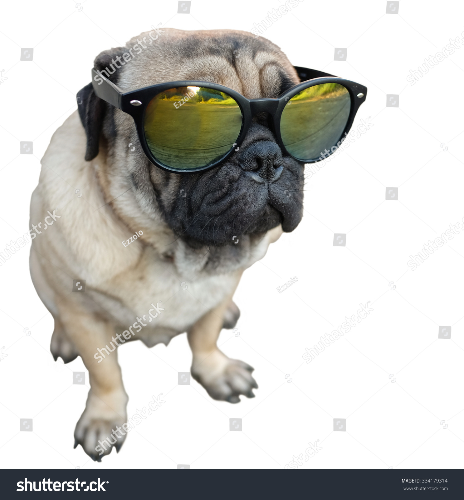 pugs sunglasses white