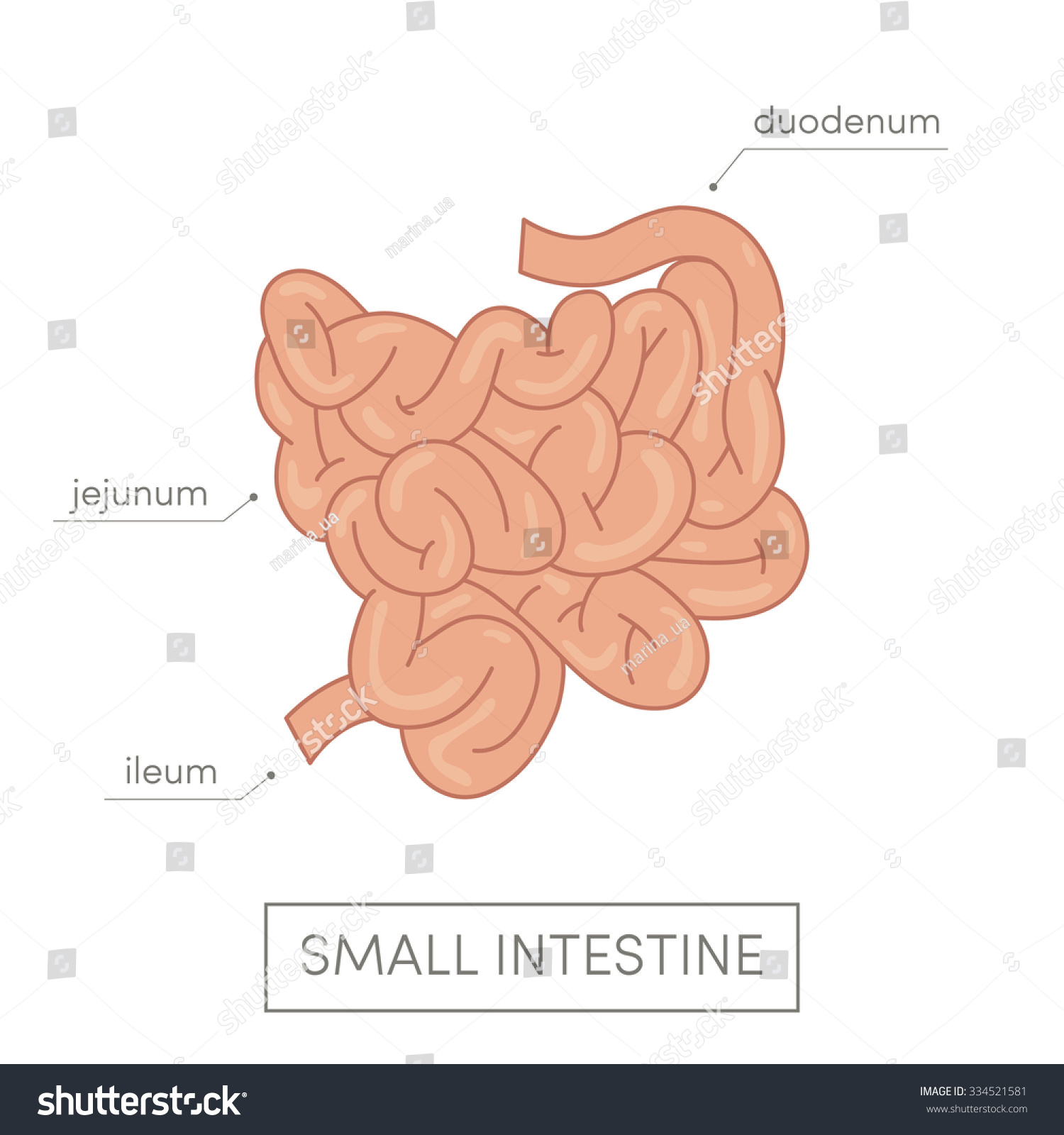 Vektor Stok Small Intestine Human Cartoon Vector Illustration Tanpa Royalti