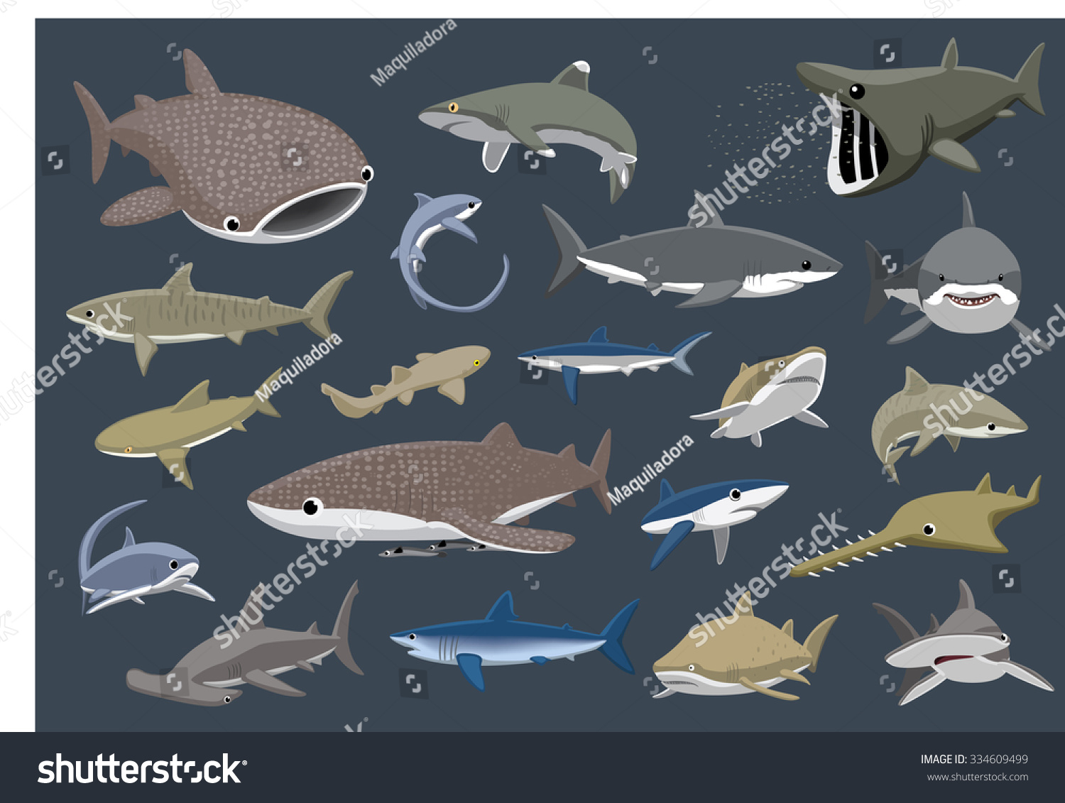 Various Sharks Set Cartoon Vector Illustration Stock Vector (royalty 