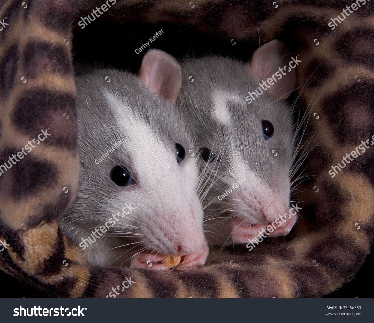 Две крыски подружки