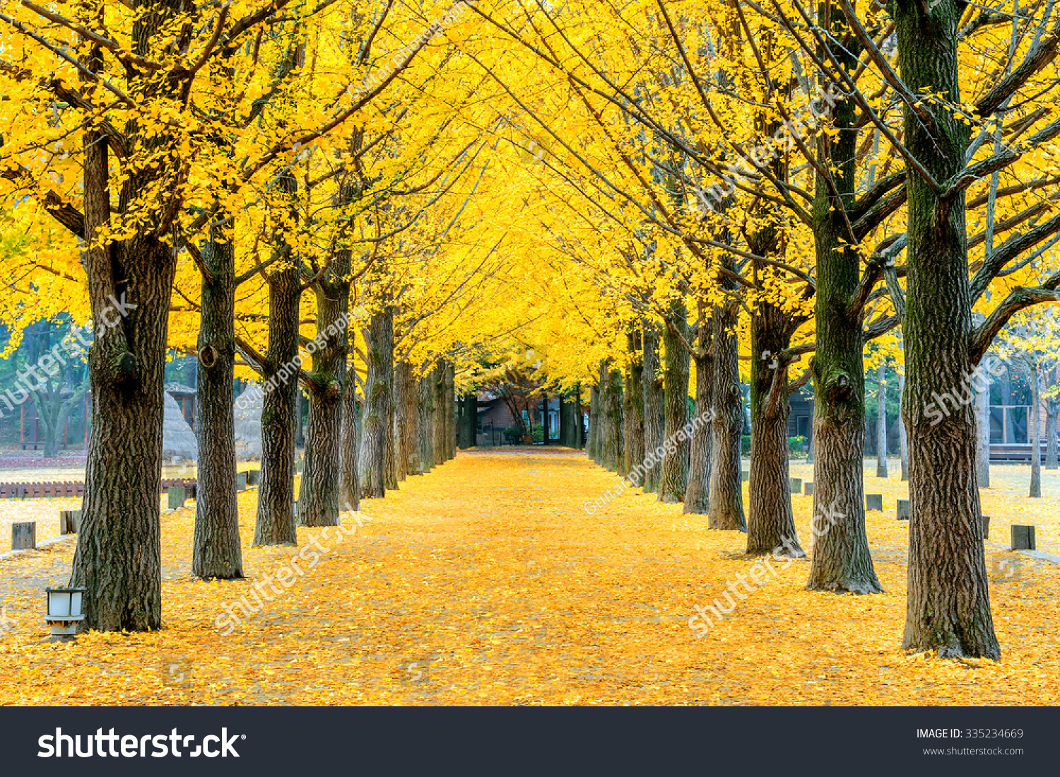 Row Yellow Ginkgo Tree Nami Island Stock Photo 335234669 | Shutterstock