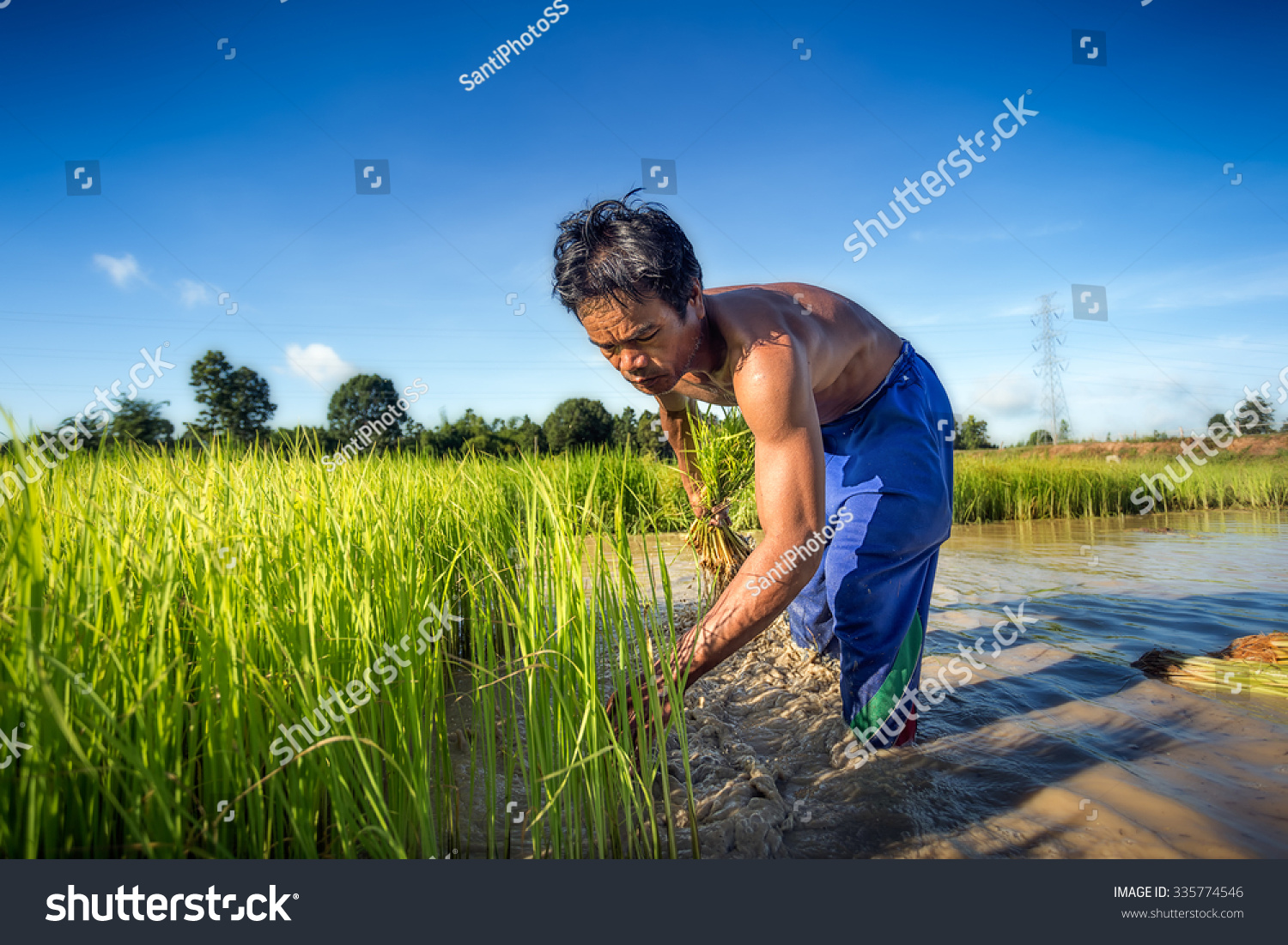 Farmer Grow Rice Rainy Season They Stock Photo 335774546 | Shutterstock