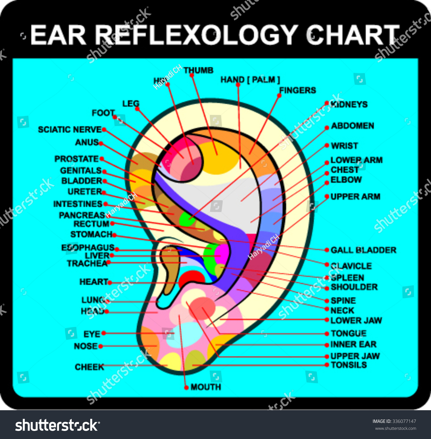 Ear Reflexology Chart Vector 스톡 벡터로열티 프리 336077147 Shutterstock