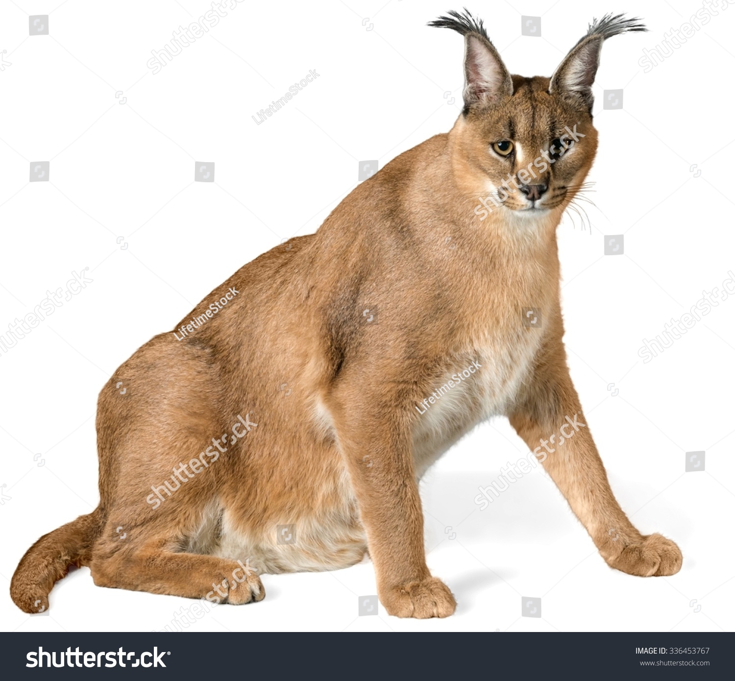 Caracal Sitting Isolated Stock Photo 336453767 | Shutterstock