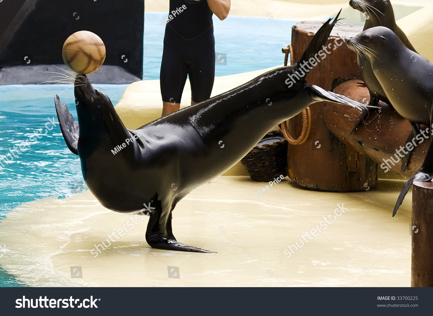 15,409 Performing seals Images, Stock Photos & Vectors Shutterstock