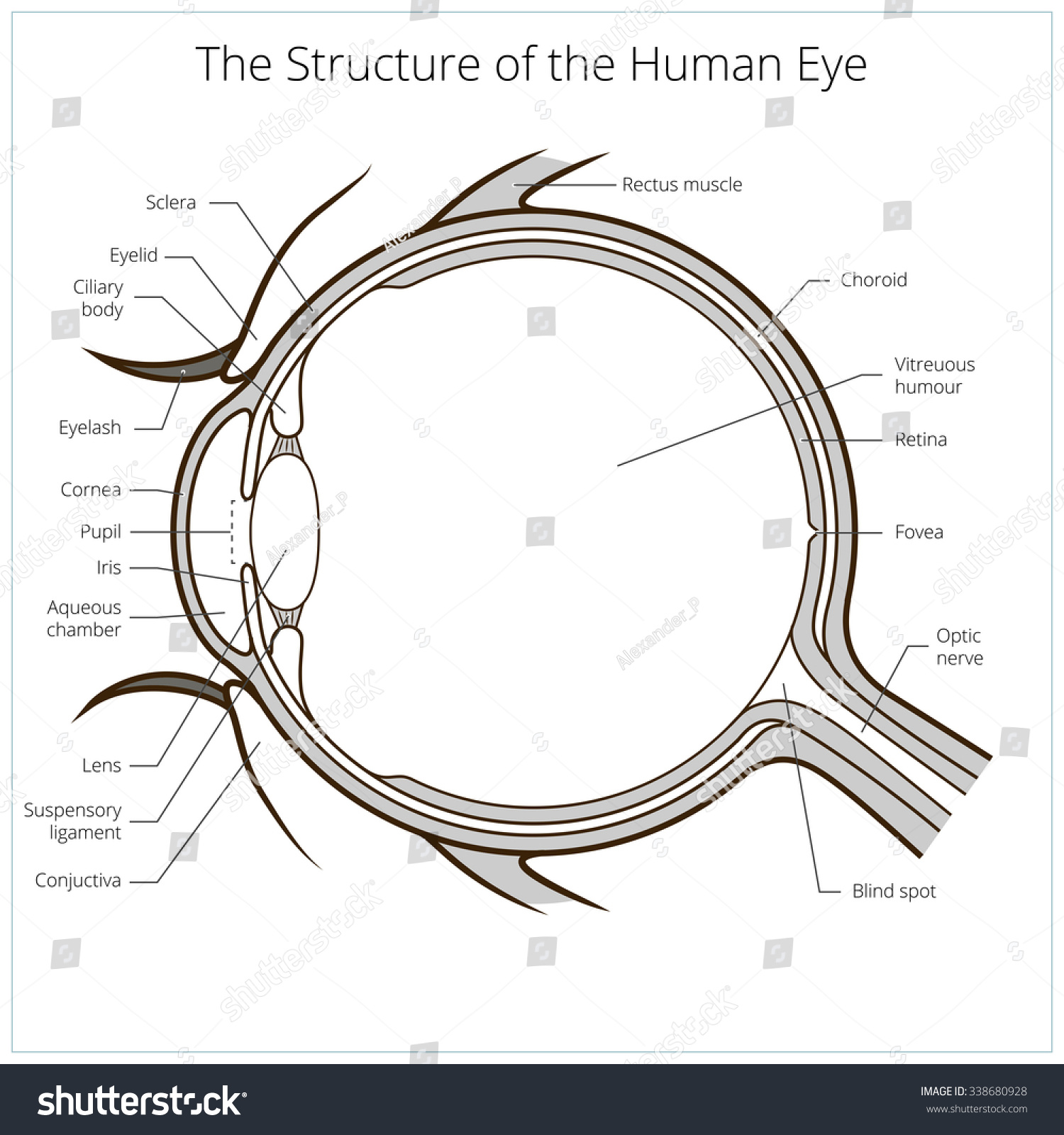 Human Eye Structure Scheme Medical Raster Stock Illustration 338680928 ...