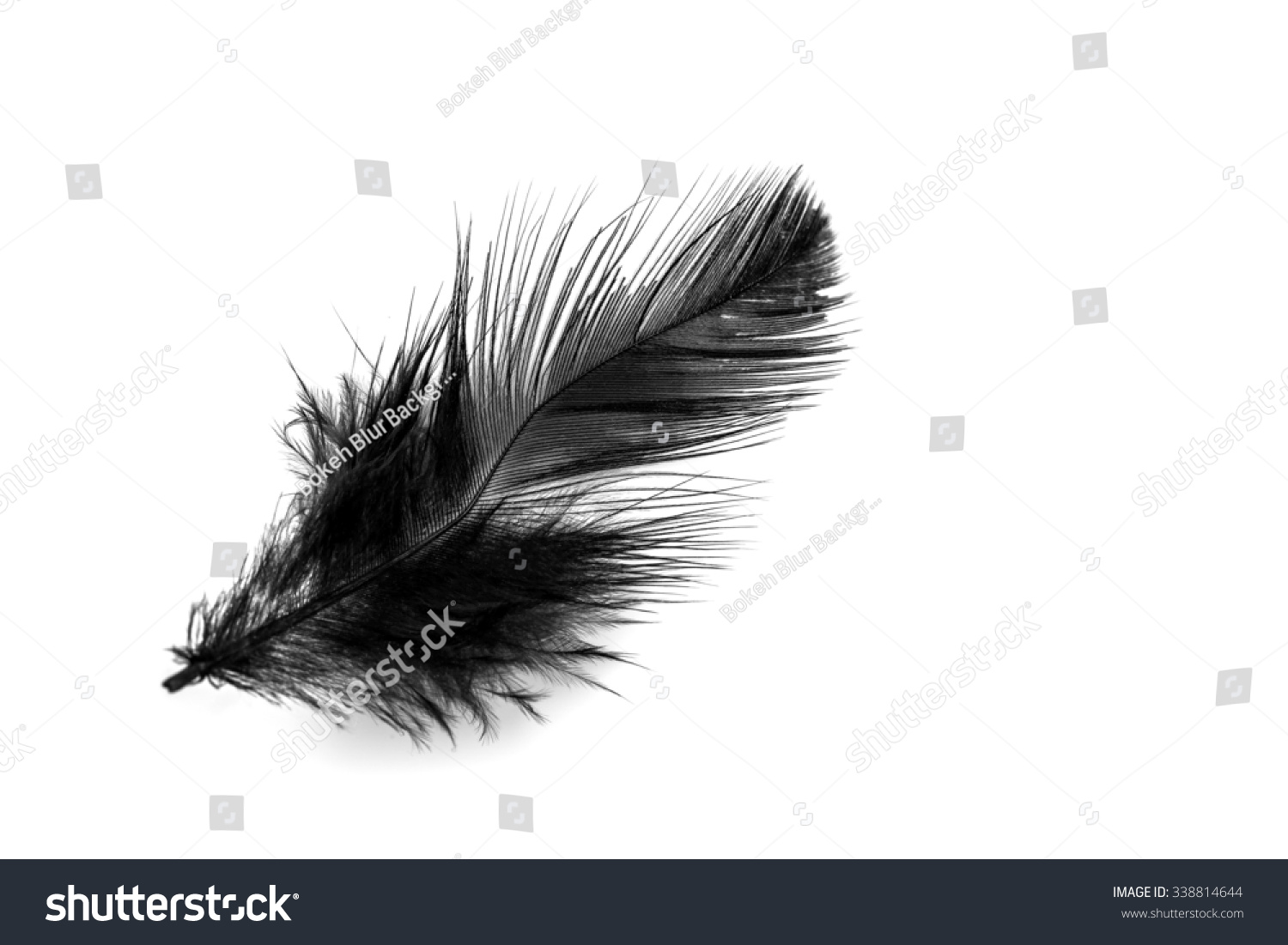 Closeup Small Black Feather Isolated On: стоковые изображения в HD и миллио...