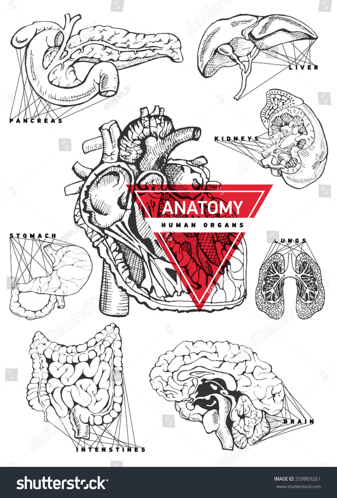 Human Organ Anatomy Set Hand Drawing Stock Vector (Royalty Free ...