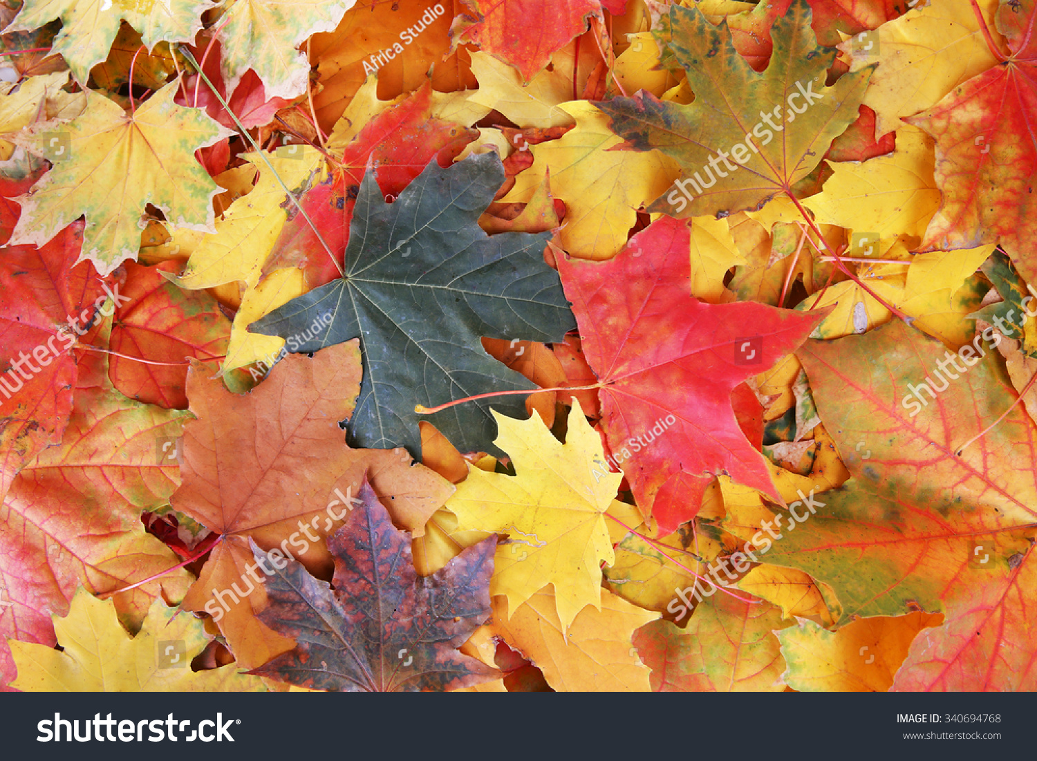 Autumn Maple Leaves Stock Photo Shutterstock