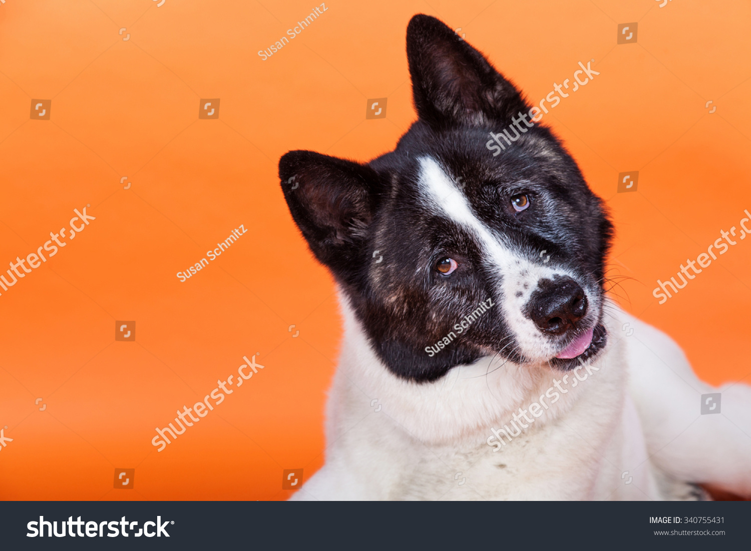 Portrait Black Mask Akita Head Cocked Stock Photo 340755431 | Shutterstock