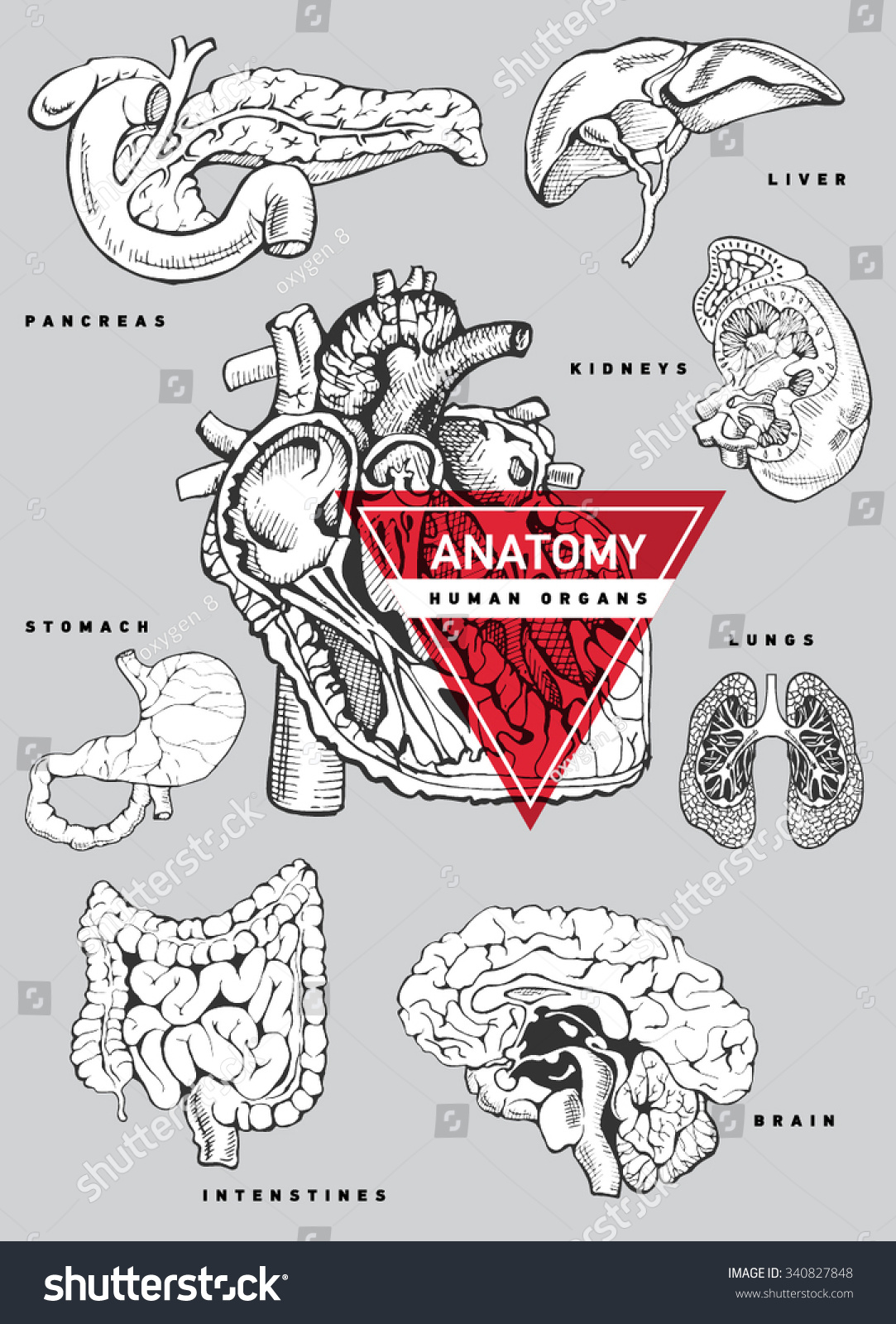 Human Organ Anatomy Set Hand Drawing Stock Vector (Royalty Free ...