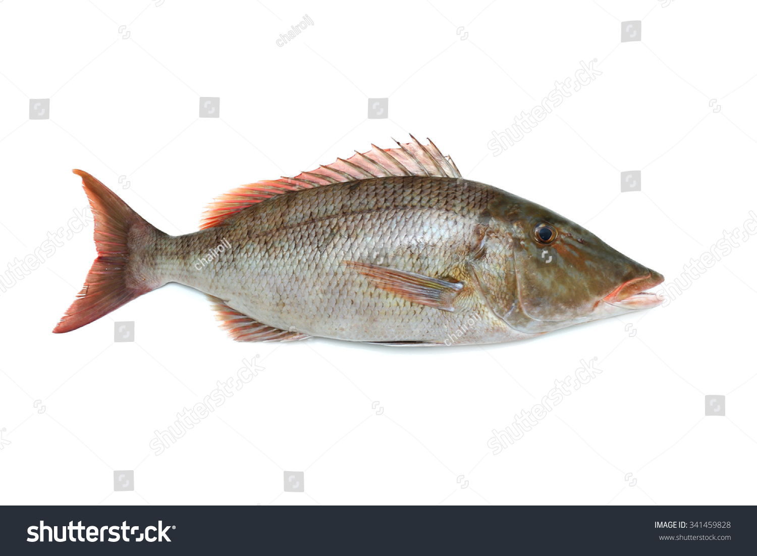 2,303 Silver Snapper Images, Stock Photos & Vectors | Shutterstock