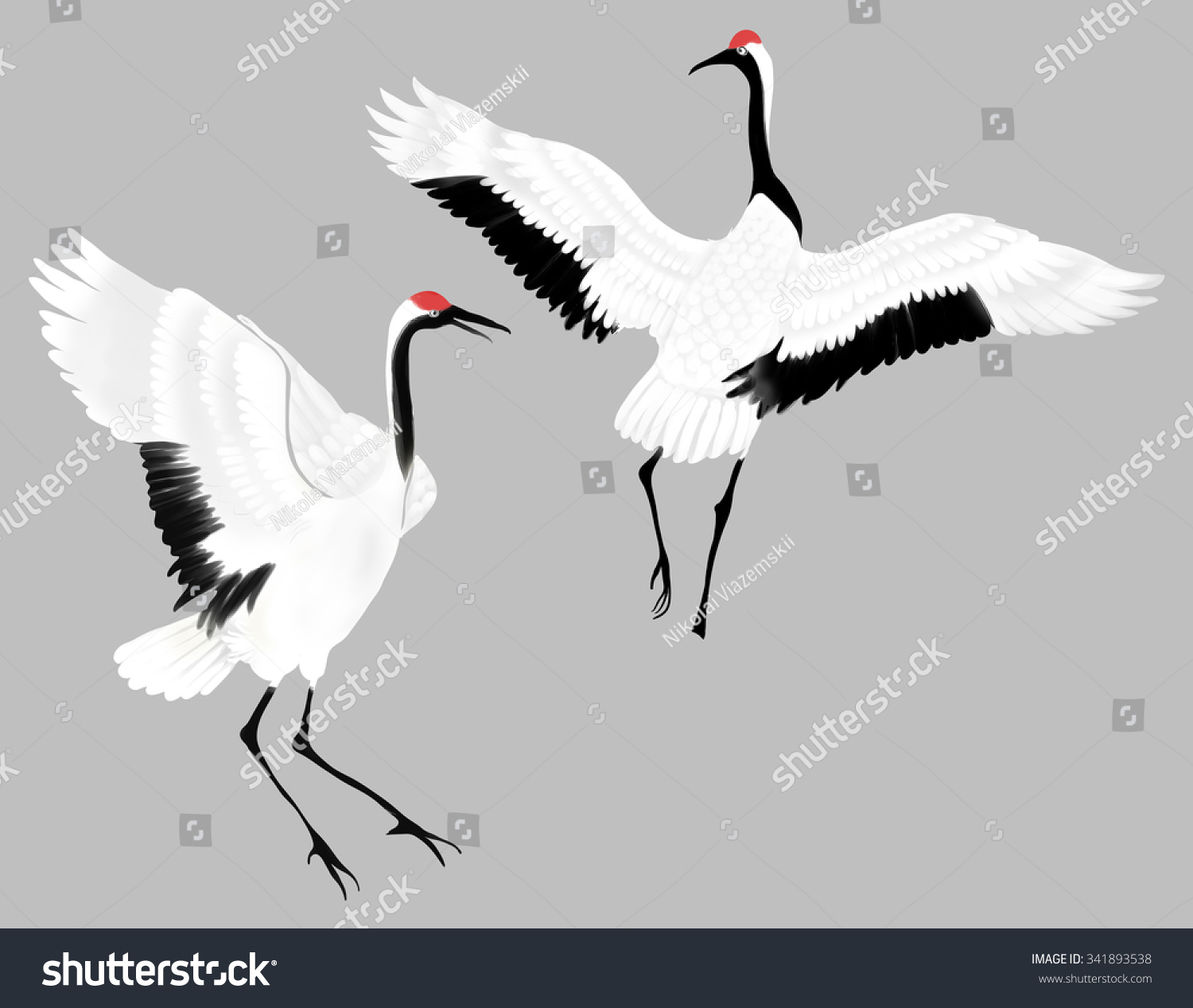 Dancing Pair Redcrowned Crane Open Wing Stock Illustration 341893538 