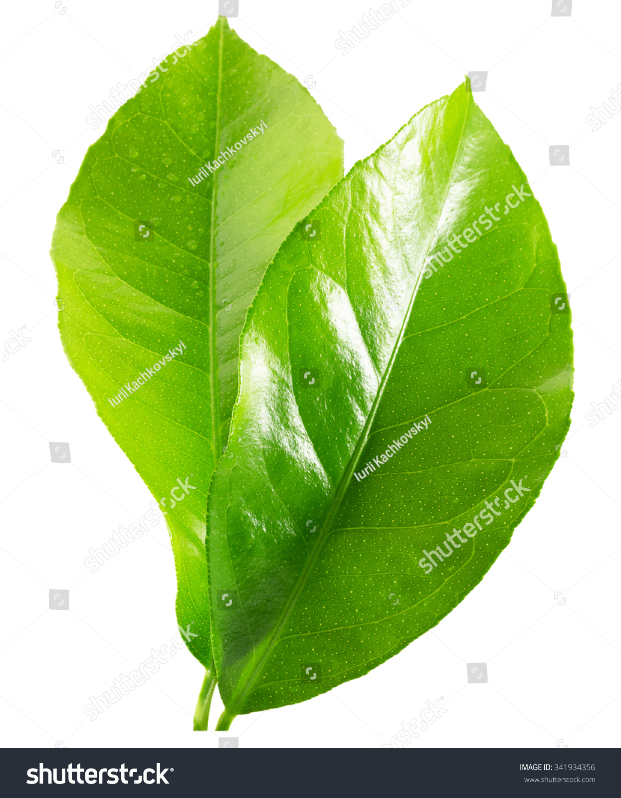 Lemon Leaves Isolated On White Background Stock Photo 341934356 ...