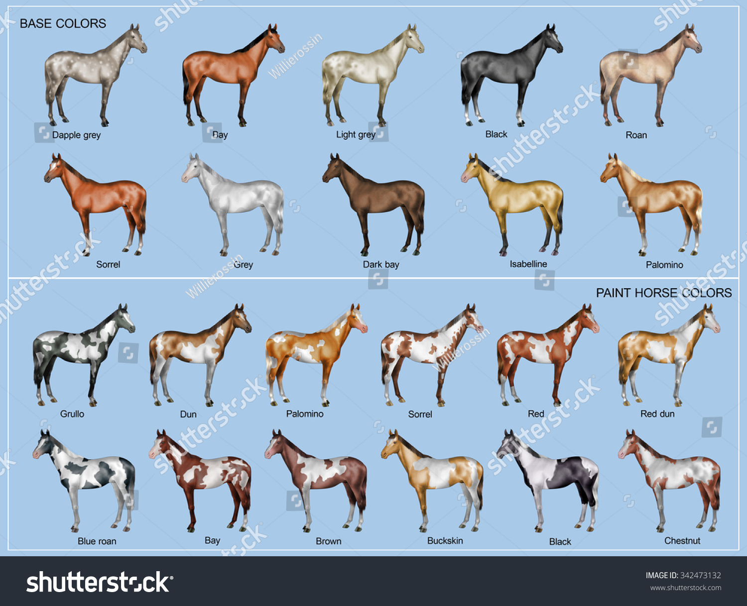 Генетика мастей лошадей