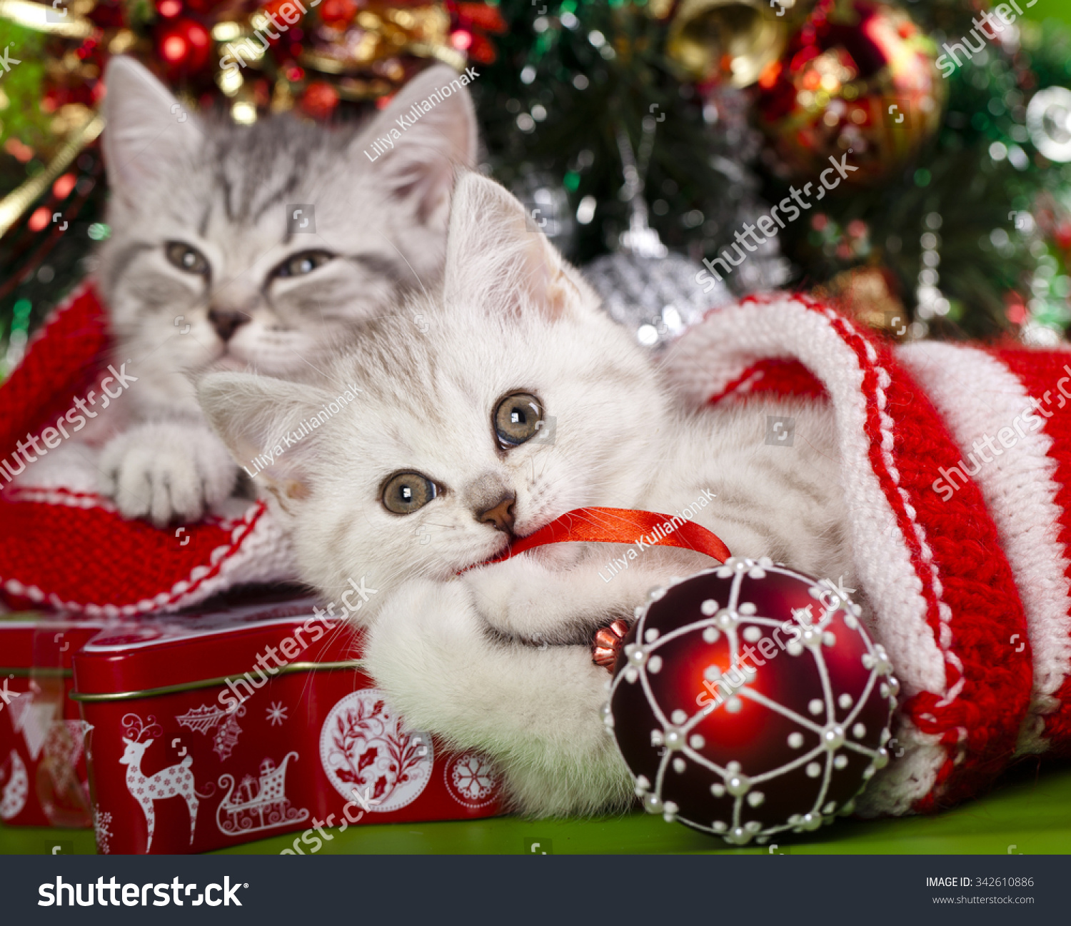 Новогодние котики