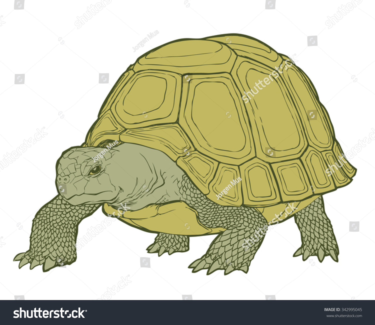 Панцирь черепахи на прозрачном фоне