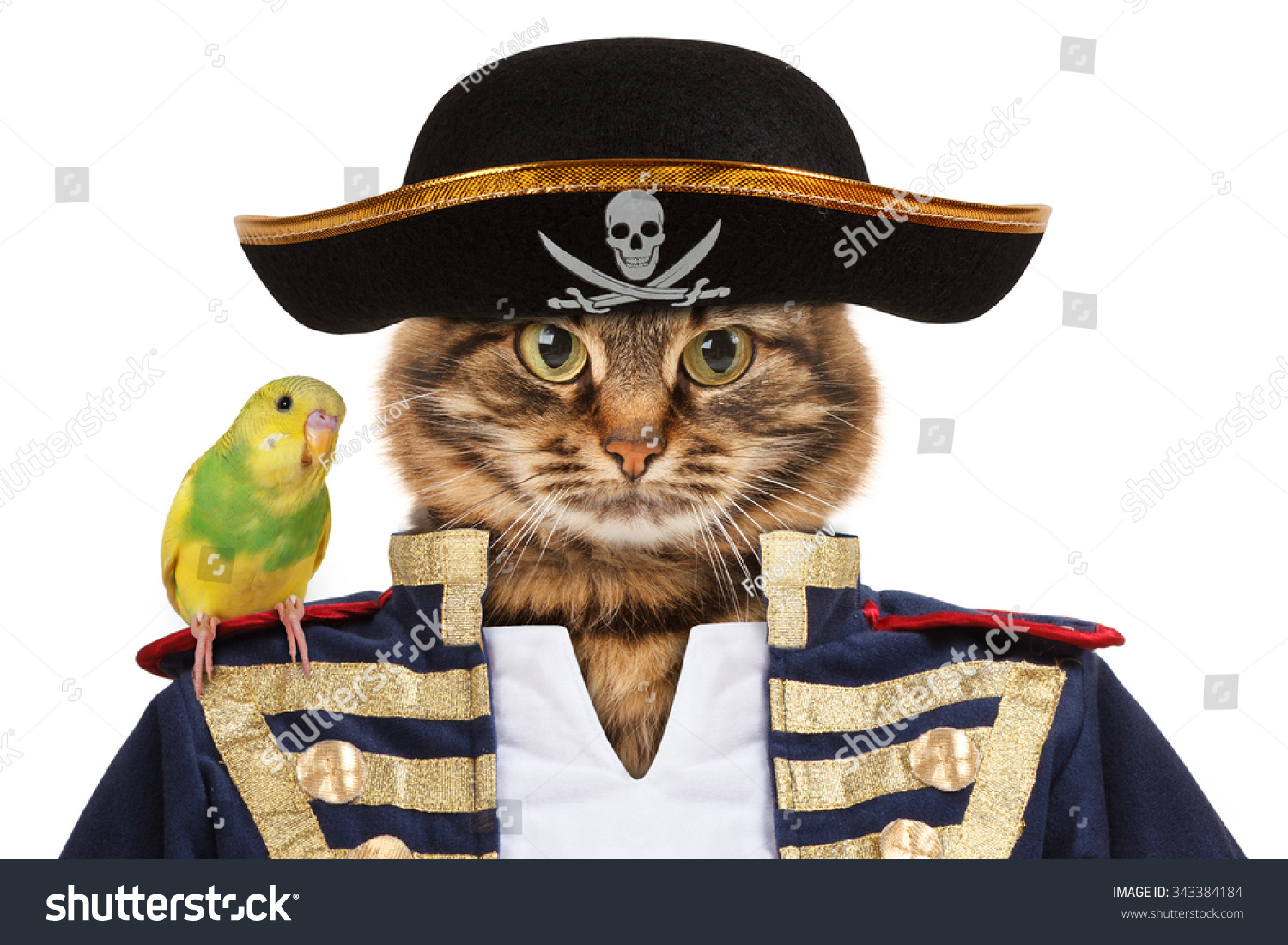 Funny Cat Dressing Caribbean Pirate Costume Stock Photo 343384184 ...