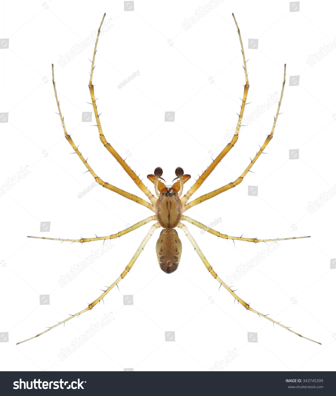 Spider Linyphia Triangularis Male On White Stock Photo 343745399 