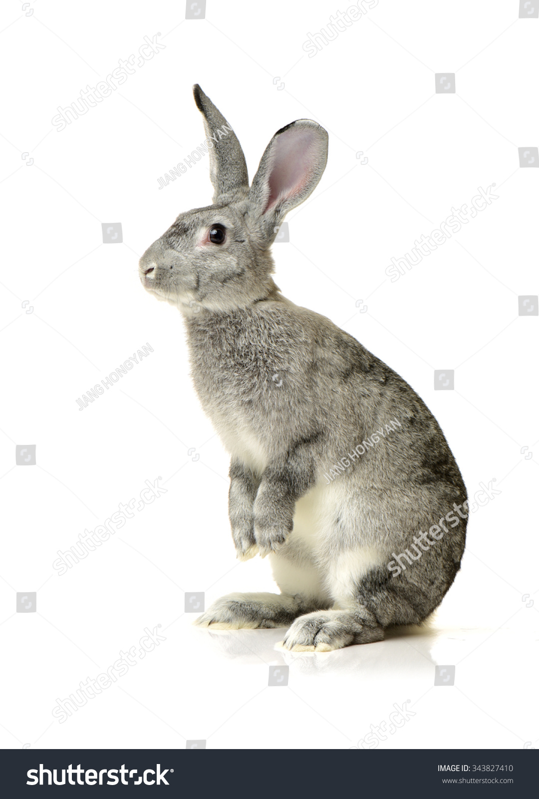 Grey Rabbit On White Background Stock Photo 343827410 | Shutterstock