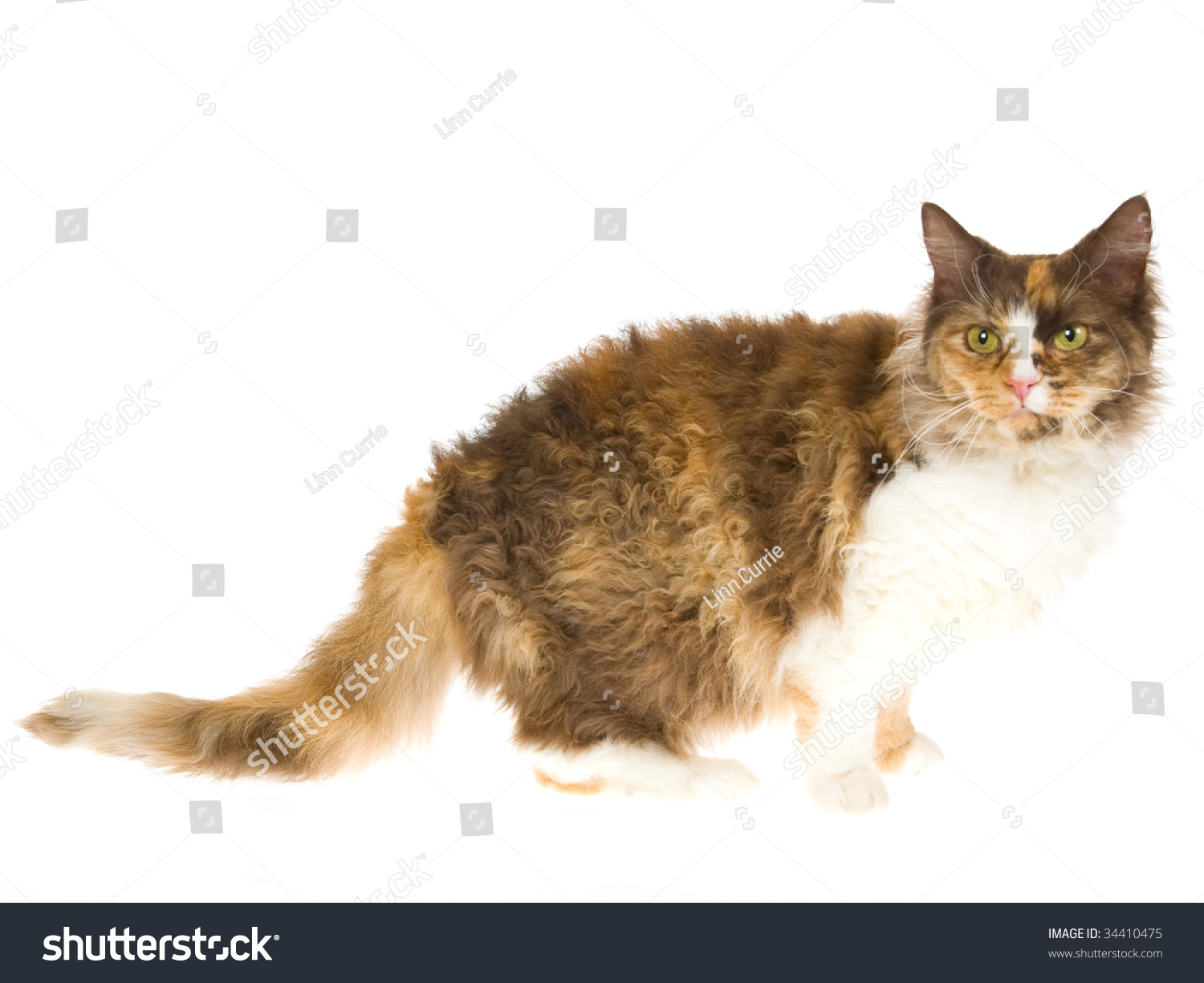 Ла Перм кошка