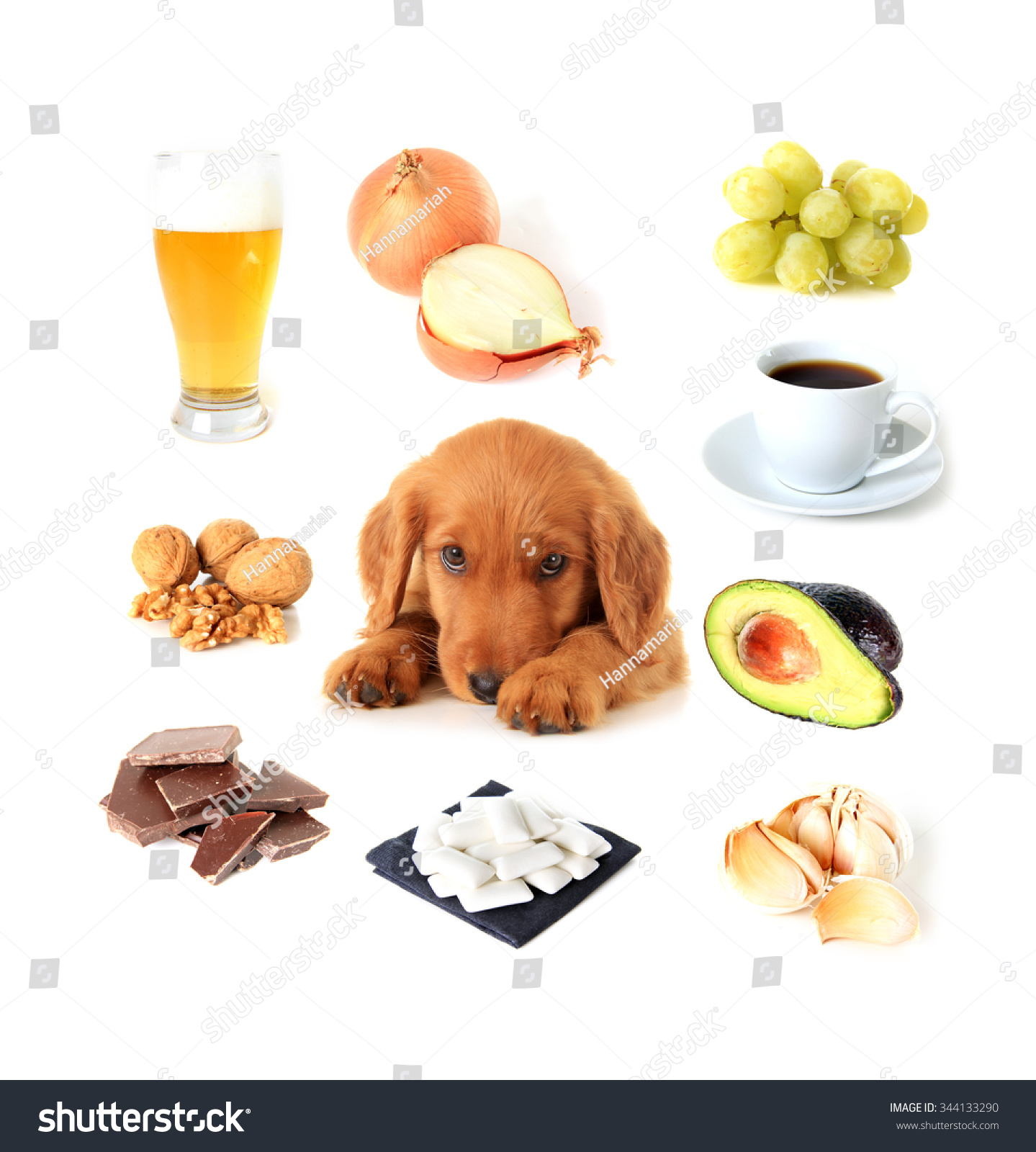 Chart Toxic Foods Dogs Available English Stock Photo 344133290 ...