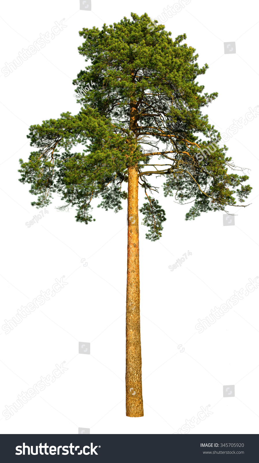 Tall Pine Tree Isolated On White Stock Photo 345705920 | Shutterstock