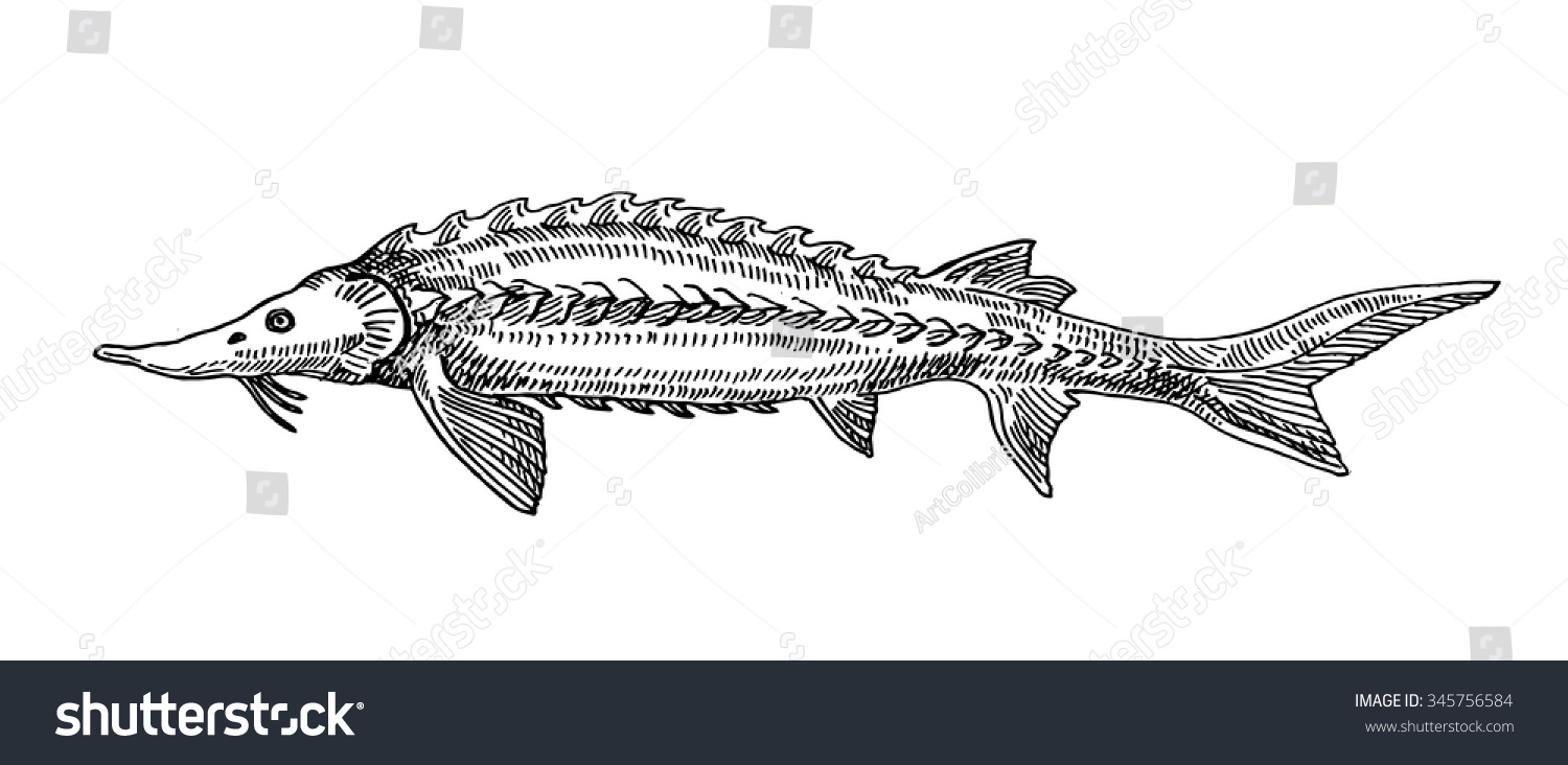 Белуга рыба вектор