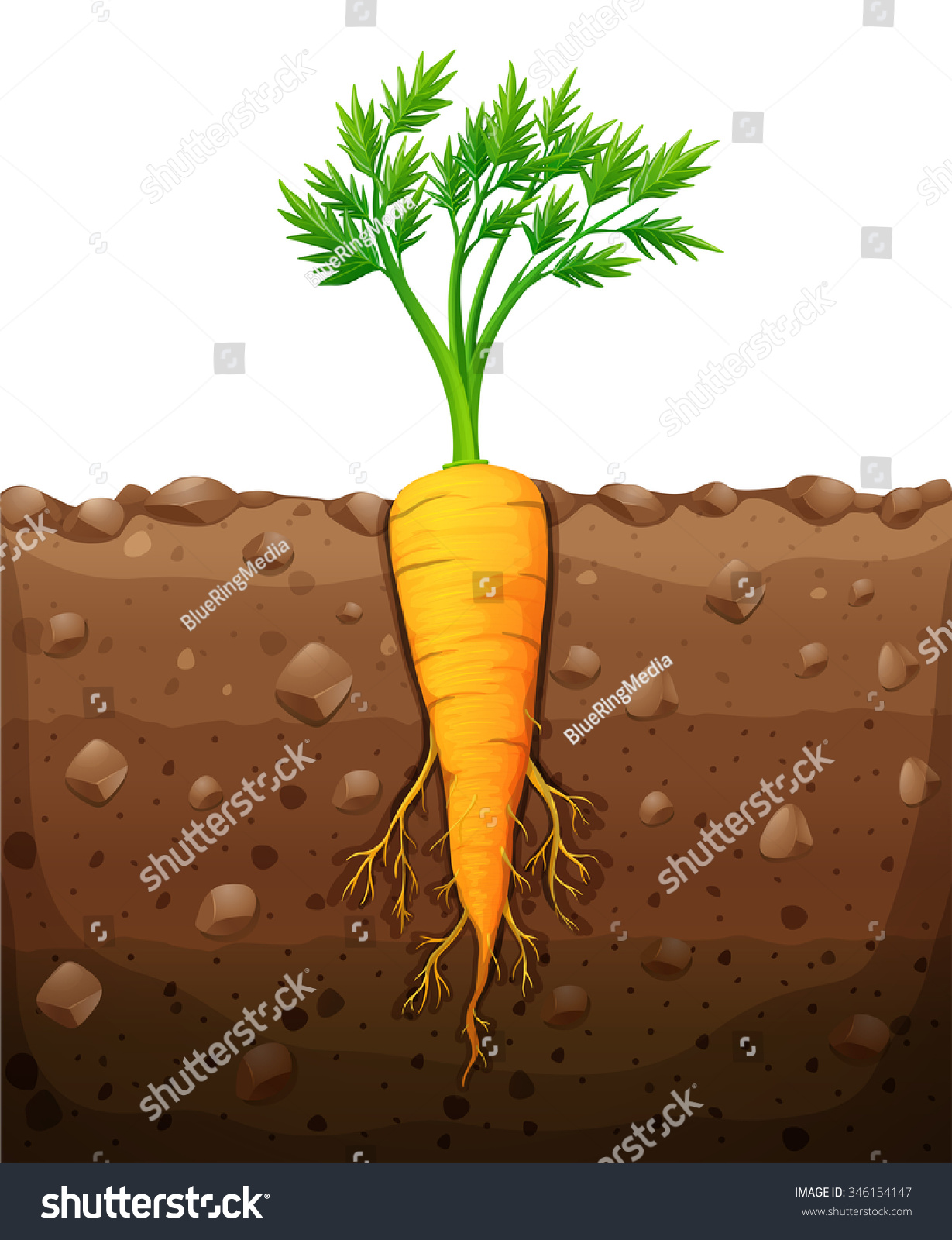 Корень моркови