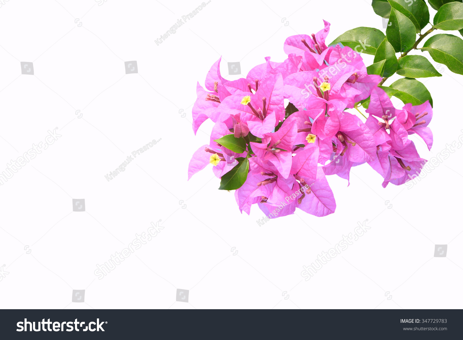 Pink Bougainvilleas Isolated On White Background Stock Photo 347729783 ...