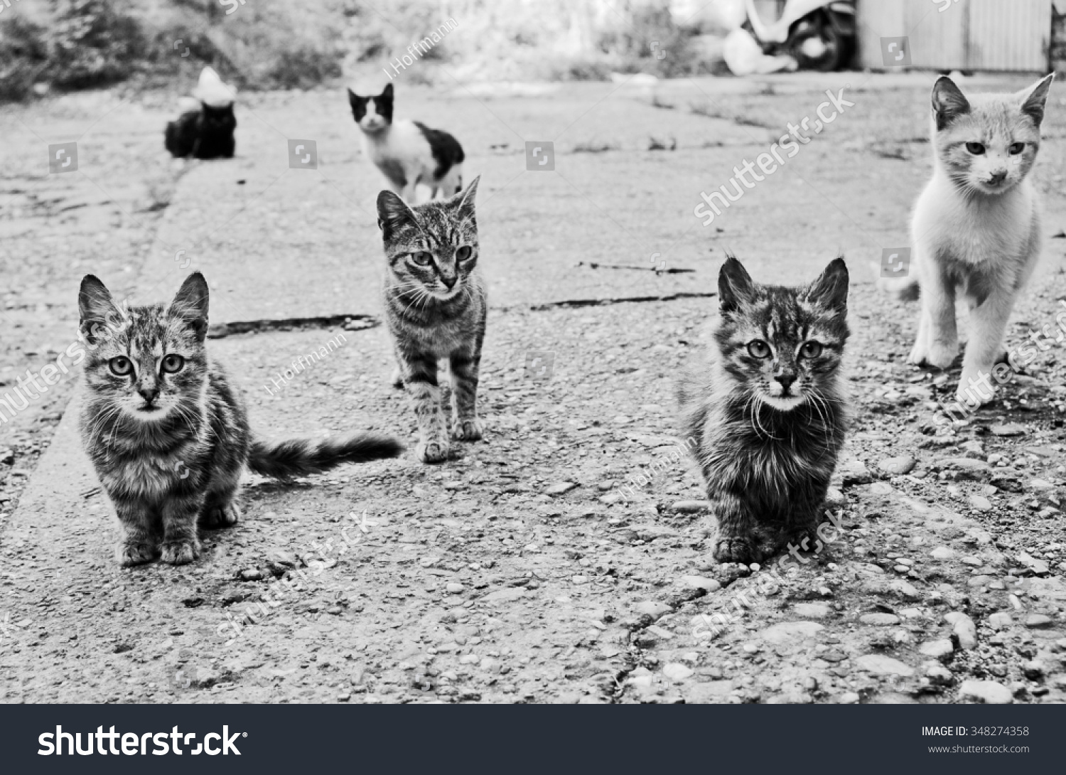 Kittens Staring Camera Stock Photo 348274358 | Shutterstock