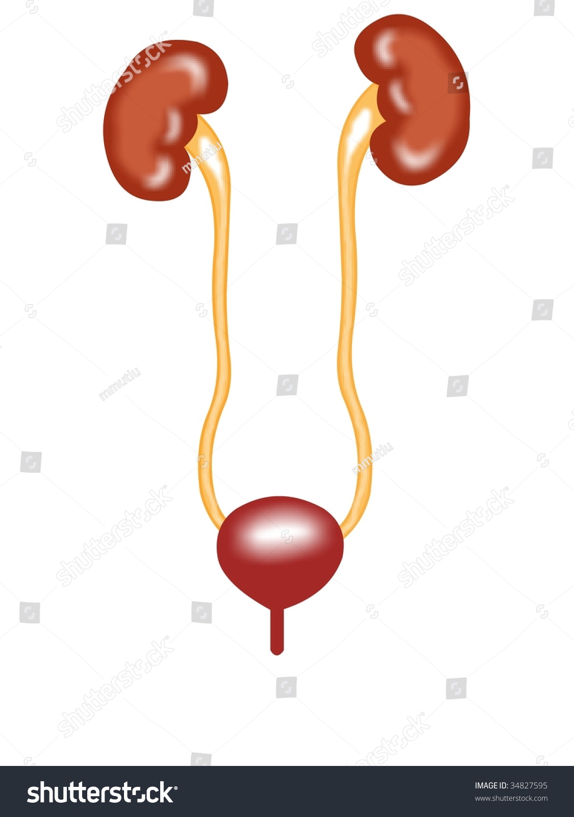 Front View Urinary Tract Stock Vector (Royalty Free) 34827595 Shutterstock.