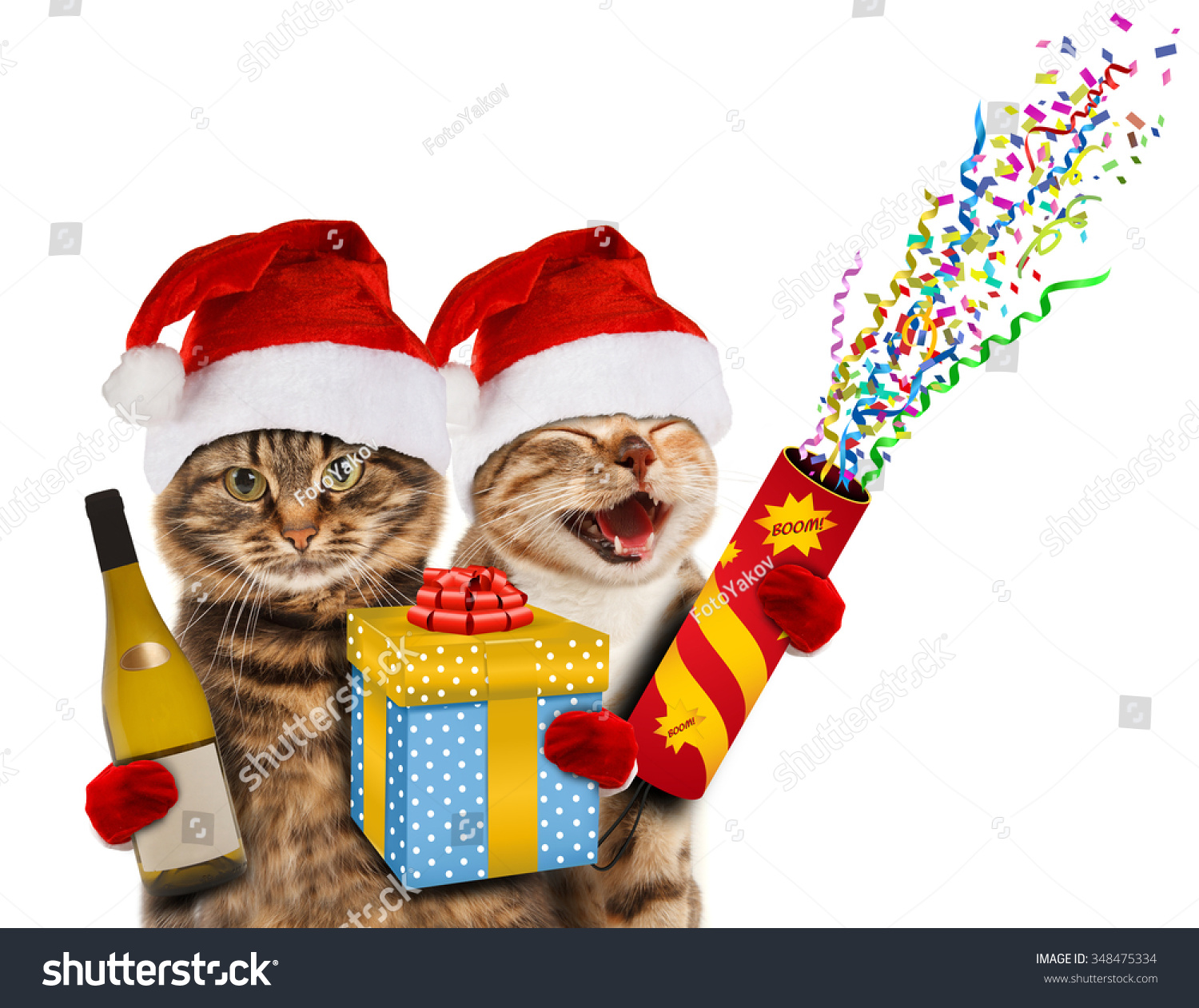 cats with christmas hats