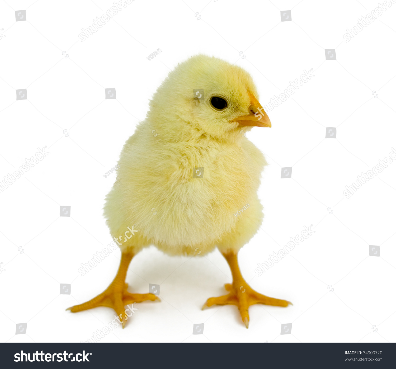 Baby Chicken Over White Background Stock Photo 34900720 | Shutterstock